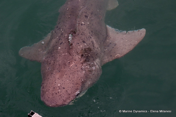Sevengill shark, South Africa 